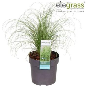 image CAREX FROSTED CURLS
