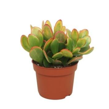 image CRASSULA SUNSET
