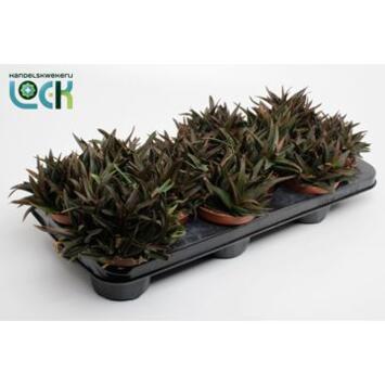 image ALOE BLACK GEM DECORUM