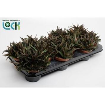 image ALOE BLACK GEM DECORUM