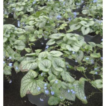 image BRUNNERA JACK FROST