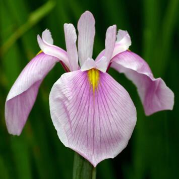 image IRIS ENSATA ROSE QUEEN