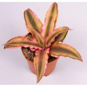 image CRYPTANTHUS PINK STARLIGHT