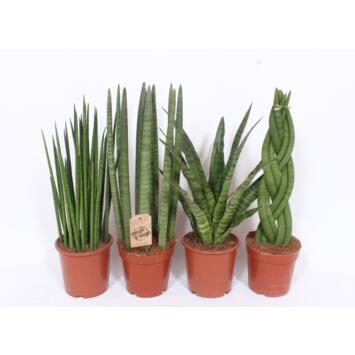 image SANSEVIERIA CYLINDRICA VARIES