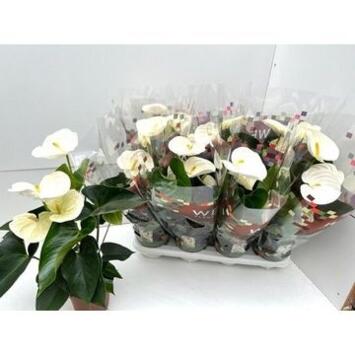image ANTHURIUM ANDREANUM BLANC