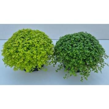 image HELXINE VARIES