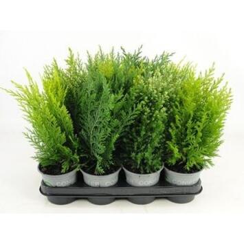 image CONIFERES VARIES