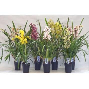 image CYMBIDIUM 3/4BR VARIES