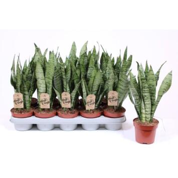 image SANSEVERIA ZEYLANICA