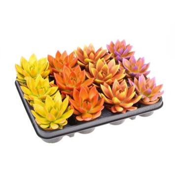 image ECHEVERIA AGAVOIDES TEINTE VARIES
