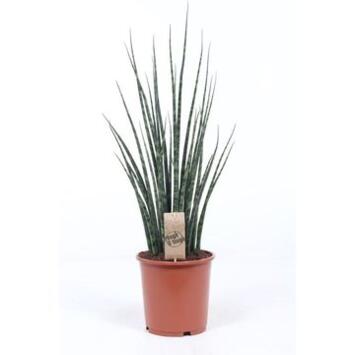 image SANSEVIERIA FERNWOOD MIKADO