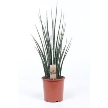 image SANSEVIERIA FERNWOOD MIKADO