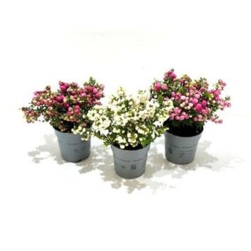 image GAULTHERIA PERNETTYA VARIES