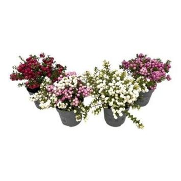 image GAULTHERIA PERNETTYA VARIES
