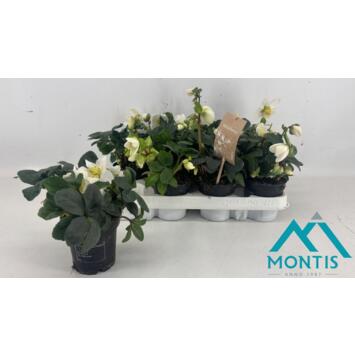 image HELLEBORE CHRISTMAS CAROL