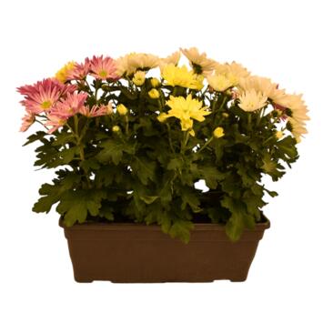 image MARGUERITE D AUTOMNE 3COULEURS JARD GRISE