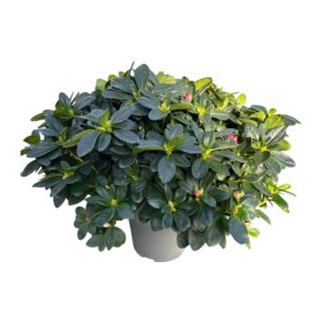 image AZALEE INDICA VARIE