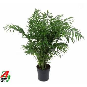 image CHAMAEDOREA ELEGANS