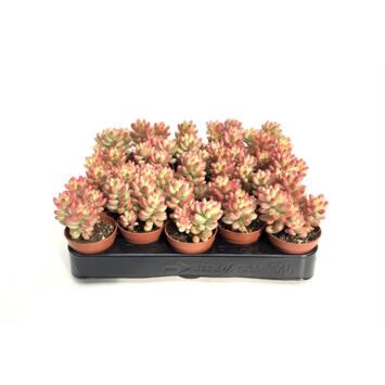 image SEDUM RUBROTINCTUM