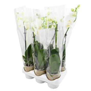 image PHALAENOPSIS 1BR BLANC