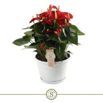image ANTHURIUM ANDREANUM ROUGE CHAMPION COUPE