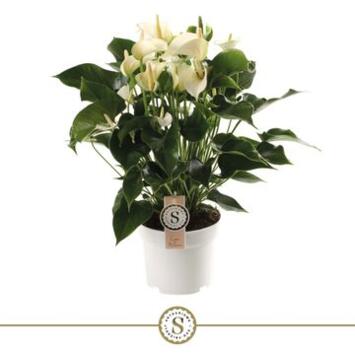 image ANTHURIUM ANDREANUM BLANC