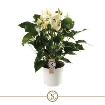 image ANTHURIUM ANDREANUM BLANC