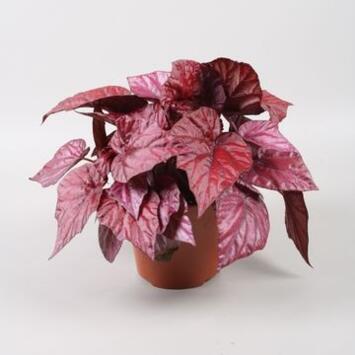 image BEGONIA BELEAF INCA FLAME