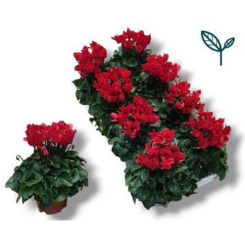 image CYCLAMEN SUPER COMPACT ROUGE