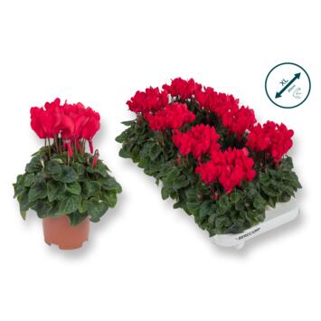 image CYCLAMEN SUPER COMPACT ROUGE