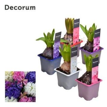 image JACINTHE VARIEE 1PP