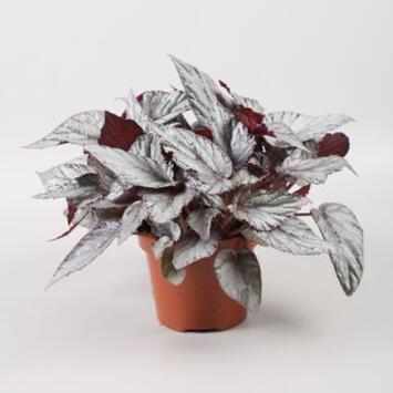 image BEGONIA BELEAF ARCTIC BREEZE