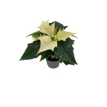 image POINSETTIA BLANC PAILLETTE