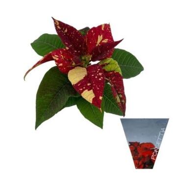 image POINSETTIA UNIFLEUR GLITTER HOUSSE
