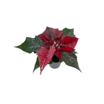 image POINSETTIA UNIFLEUR ROUGE PAILLETTE
