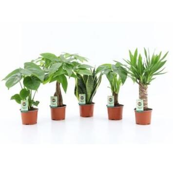 image PLANTES VERTES VARIEES