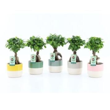 image FICUS GINSENG CERAM