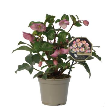 image HELLEBORE ICE N ROSES