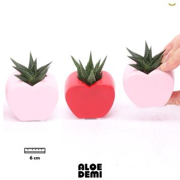 image SUCCULENTE CERAM COEUR