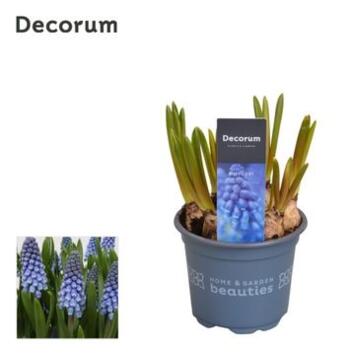 image MUSCARI BIG SMILE