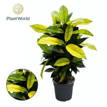 image CROTON ICETON RAMIFIE