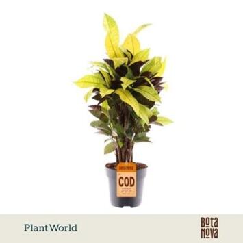 image CROTON ICETON RAMIFIE