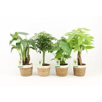 image PLANTES VERTES VARIEES P DECO