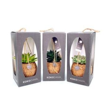 image SUCCULENTE VARIEE KOKODAMA