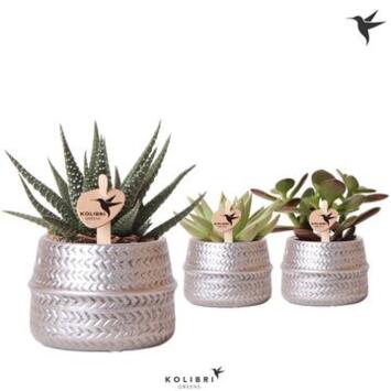 image SUCCULENTE VARIE CERAM
