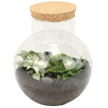 image TERRARIUM ARCHELON 20