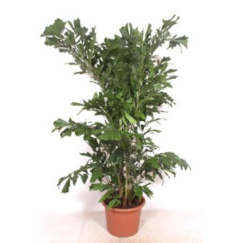 image CARYOTA MITIS