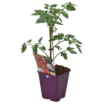 image TOMATE GREFFEE GRAPPELINA