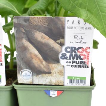 image POIRE DE TERRE