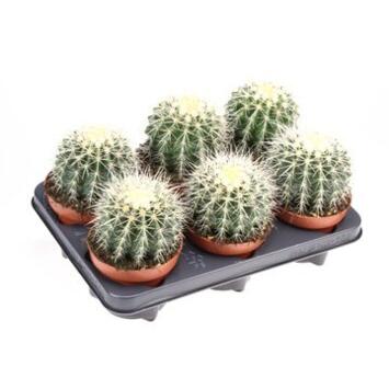 image CACTUS ECHINOCACTUS GRUSONII